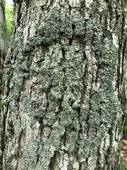 Punctelia appalachensis