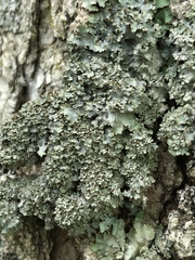 Punctelia appalachensis