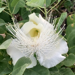 Capparis sandwichiana