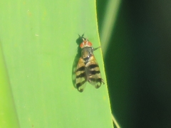 Ceroxys urticae