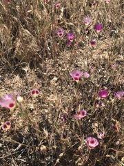 Clarkia speciosa