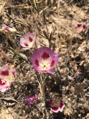 Clarkia speciosa