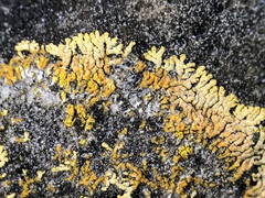 Leproplaca cirrochroa