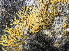 Leproplaca cirrochroa