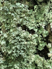 Punctelia appalachensis