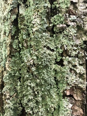 Punctelia appalachensis