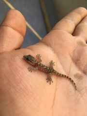Phyllodactylus tuberculosus