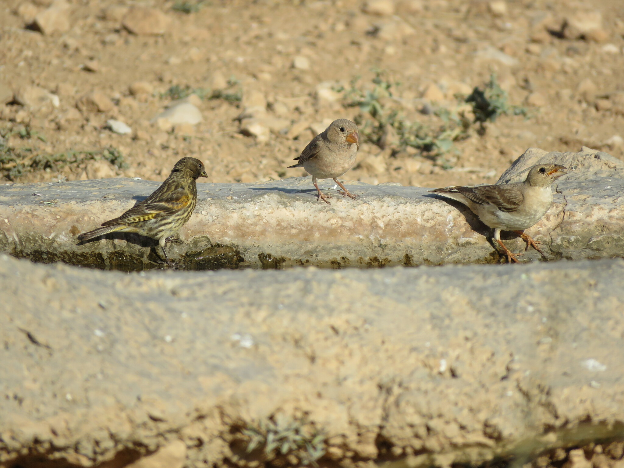 Pale Rockfinch (Carpospiza brachydactyla), photo 2