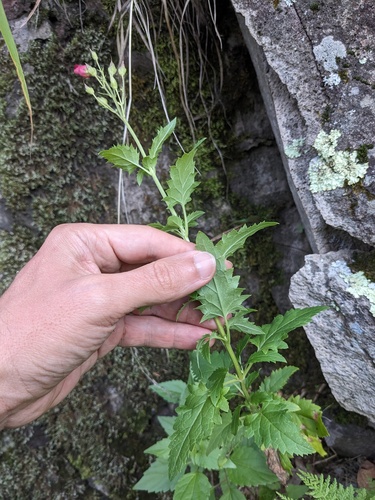 Scrophularia macrantha, photograph 4
