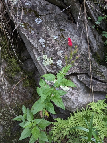 Scrophularia macrantha, photograph 2