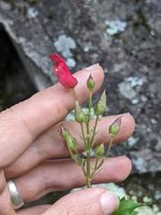 (c) Eric Knight, some rights reserved (CC BY) Scrophularia macrantha, photograph (c) Eric Knight, some rights reserved (CC BY)