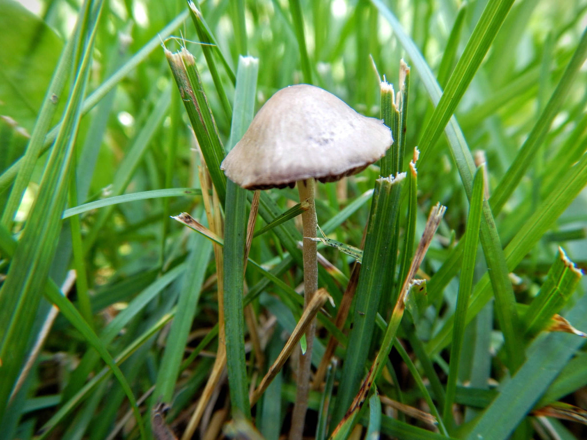 Panaeolina foenisecii image