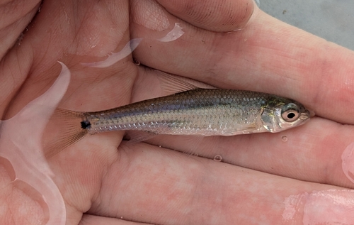 Staartvlek-shiner (Notropis hudsonius) — Cyprinidae