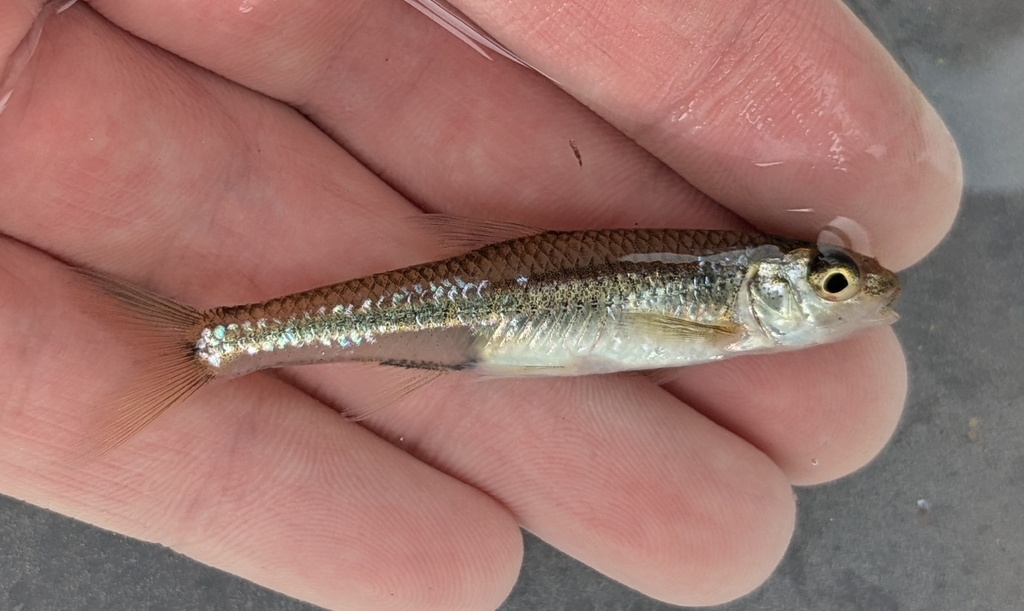 Mimic Shiner