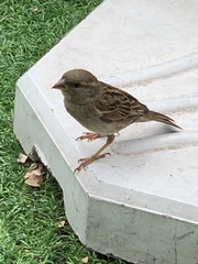 Passer domesticus