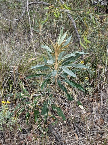 Astrotricha intermedia (Astrotricha intermedia)