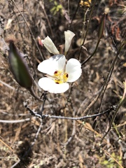 Calochortus dunnii