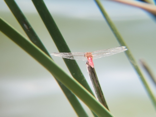 iNaturalist observation photo of Red-tailed Pennant
