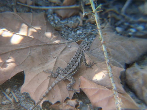 iNaturalist observation photo of Western Fence Lizard