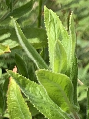 Epilobium hirsutum