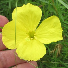 Oenothera berlandieri