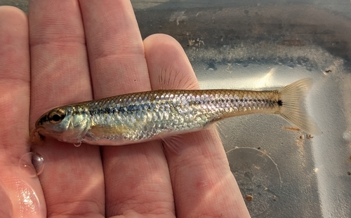 Bluntnose minnow (Pimephales notatus) — Cyprinidae — 2