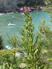 Epilobium hirsutum