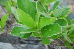 Jatropha standleyi