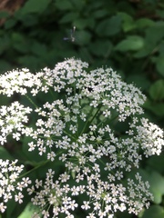 Aegopodium