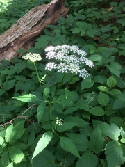 Aegopodium