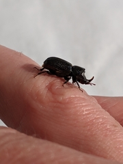 Sinodendron cylindricum