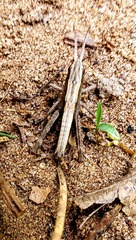 Chloealtis conspersa