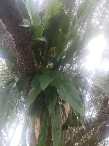 Anthurium schlechtendalii