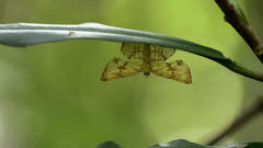 Corymica deducta