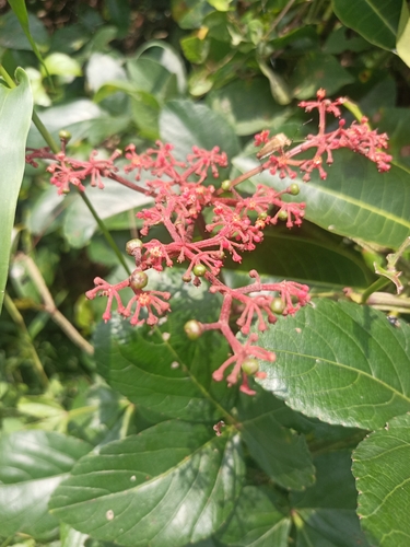 Image of Cissus erosa by (c) Juan Cruzado Cortés, some rights reserved (CC BY)
