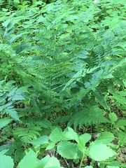 Dryopteris intermedia