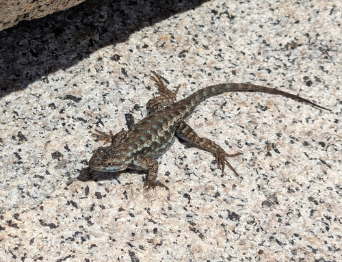 iNaturalist observation photo of Sierra Fence Lizard