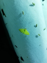 Phaedropsis