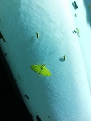 Phaedropsis