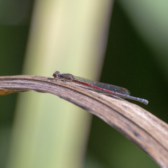 Oxyagrion terminale