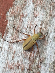 Macrodactylus subspinosus