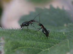 Axinotarsus pulicarius