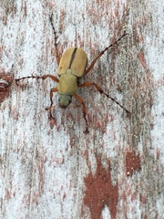 Macrodactylus subspinosus