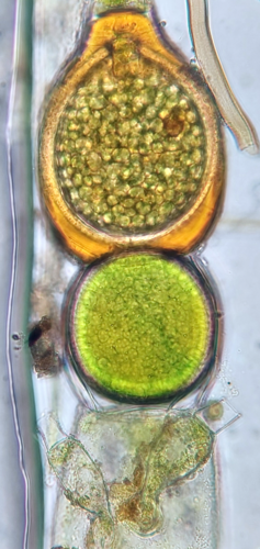 Oedogonium concatenatum