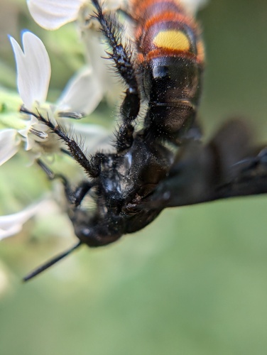 Blue-winged scoliid wasp