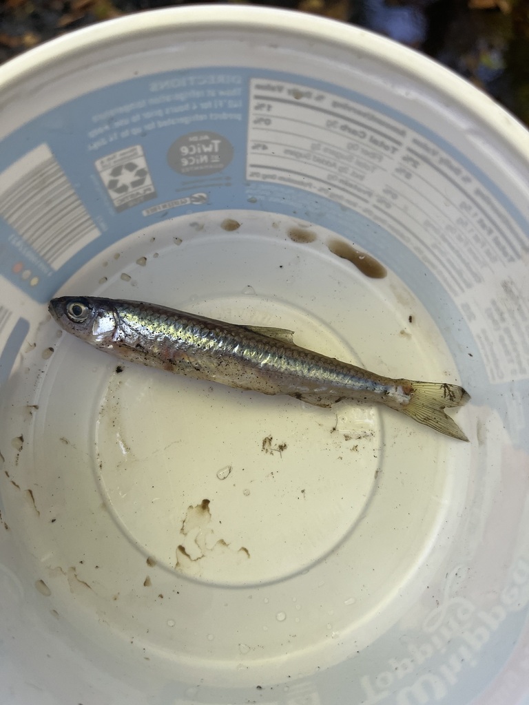 Emerald Shiner from Tuscarawas County, OH, USA on September 2, 2024 at ...