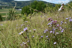 Aster amellus