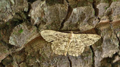 Hypomecis transcissa