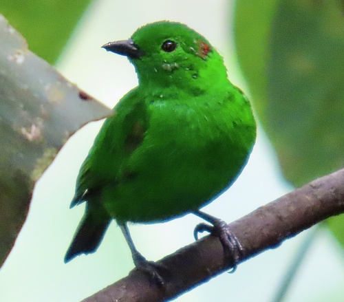 Glistening-green Tanager (Chlorochrysa phoenicotis), photo 10
