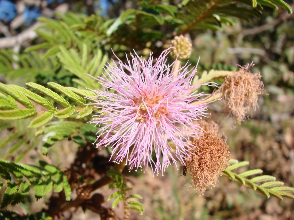 Mimosa claussenii